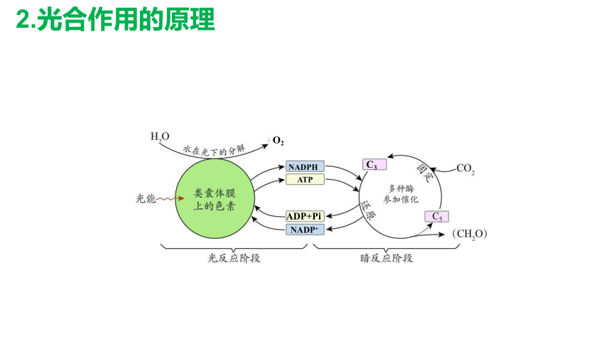 5.4光合作用第3课时 课件(共52张PPT)高中人教版生物必修一