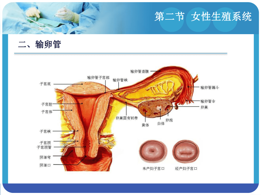 6.2女性生殖系统 课件(共19张PPT)-《解剖学基础》同步教学（江苏大学出版社）