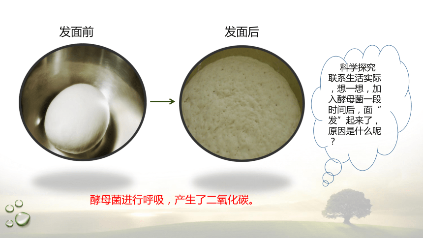 3.4.1 探究酵母菌的呼吸方式及需氧呼吸  课件(共22张PPT) 2023-2024学年高一生物 浙教版（2019） 必修一