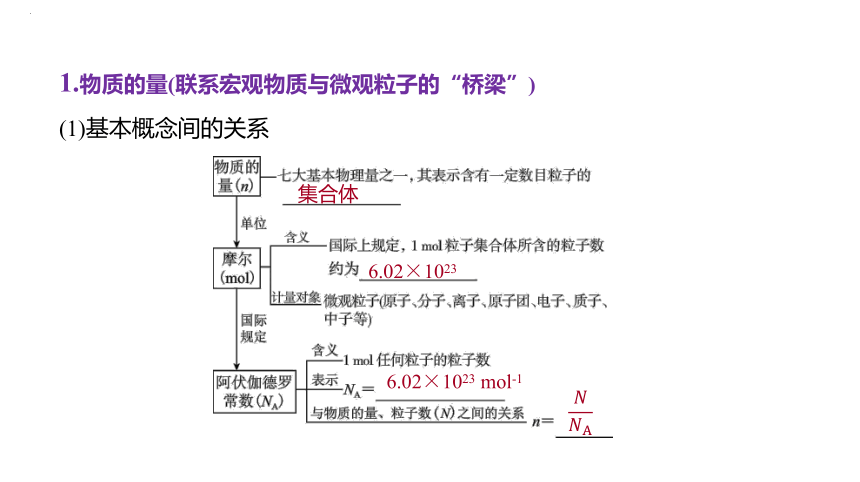 2024届高中化学一轮复习课件：物质的量 气体摩尔体积(共35张PPT)