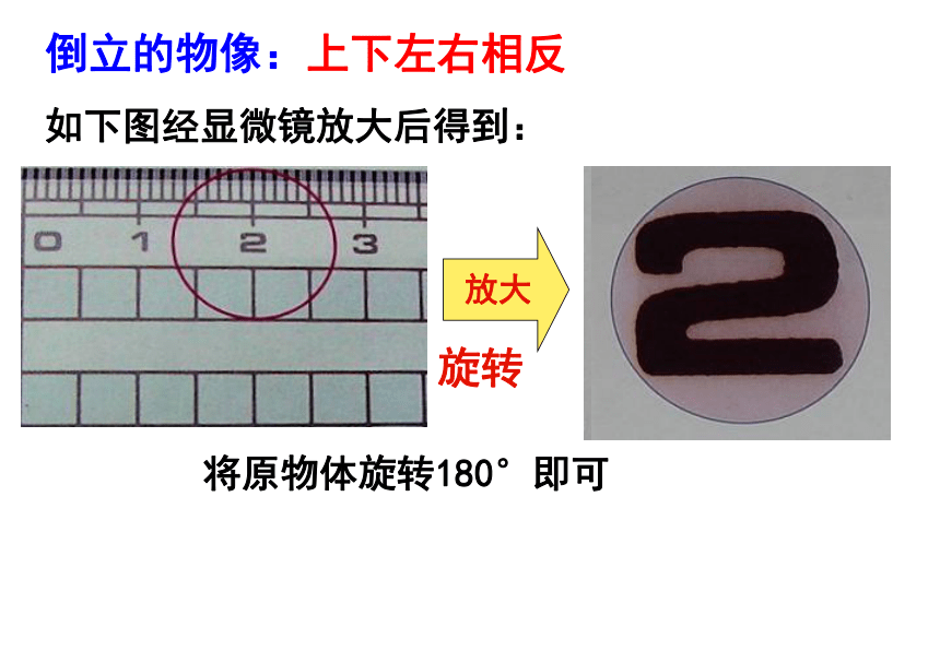 1.2细胞的多样性和统一性(课件共40张PPT)