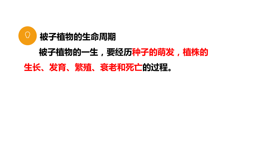 3.2.1种子的萌发课件(共24张PPT)2023-2024学年人教版七年级上册生物