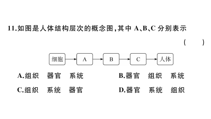 第二单元生物体的结构层次 小结与复习习题课件(共32张PPT)