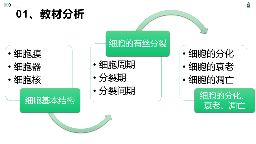 人教版（2019）  必修1 分子与细胞  第6章 细胞的生命历程  第1节 细胞的增殖说课课件(共22张PPT)