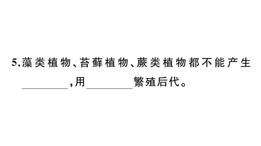 七年级上册期末复习专项五  植物类群和被子植物的一生课件(共42张PPT)