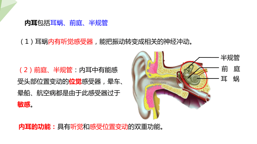 4.6.1 人体对外界环境的感知 第2课时 课件(共20张PPT)2023-2024学年初中生物人教版七年级下册