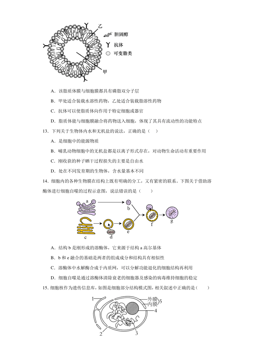 广东省深圳市光明区重点中学2023-2024学年高一上学期12月月考生物学试题（含答案解析）