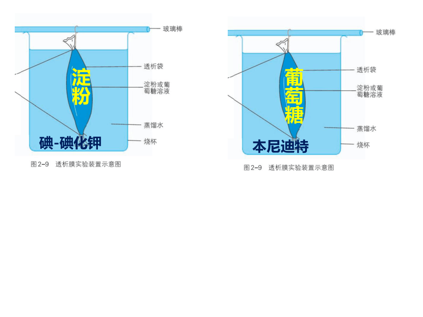 2.2细胞膜控制细胞与周围环境的联系课件(共22张PPT)2023-2024学年高一上学期生物浙科版必修一