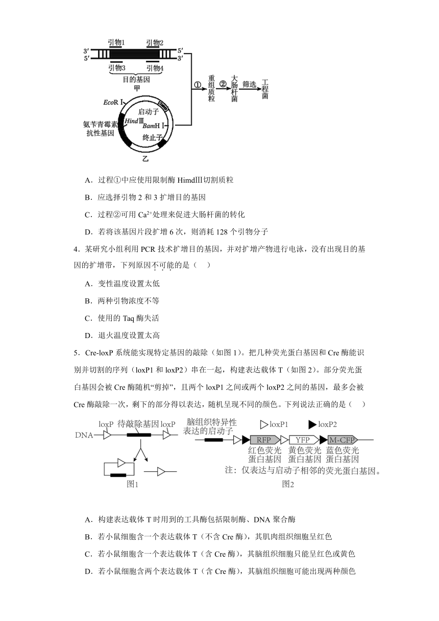 第3章 基因工程赋予生物新的遗传特性 同步训练（有解析） 2023-2024学年高中生物学沪教版（2019）选择性必修三