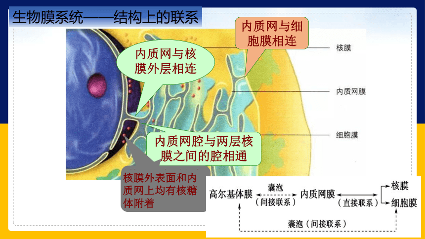 2.2.4细胞的结构和生命活动——细胞各部分结构分工合作 (共40张PPT)苏教版2019必修1