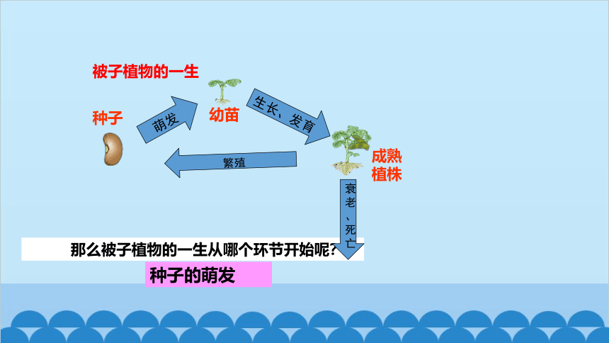 3.2.1种子的萌发课件（共36张PPT）人教版生物七年级上册