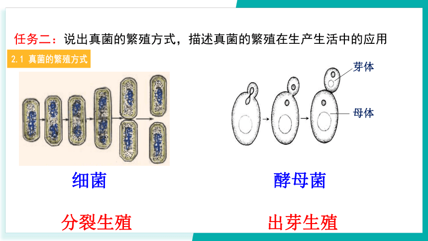 第6节 细菌和真菌的繁殖 第2课时（课件 23张ppt）
