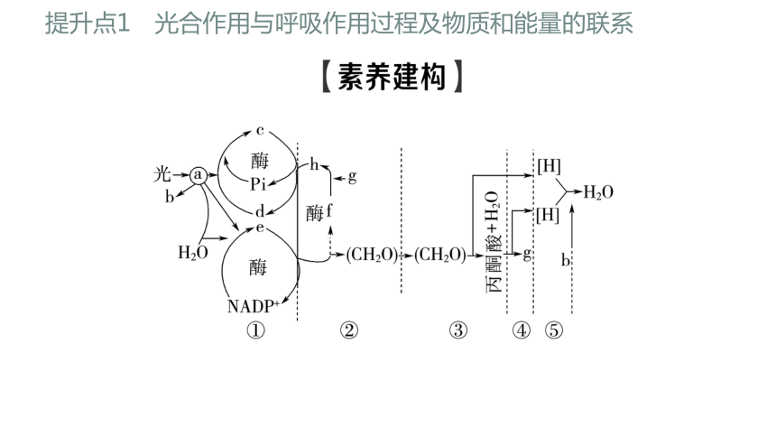 新人教高考生物学一轮复习素养加强课2　光合作用和细胞呼吸的综合(课件共82张PPT)