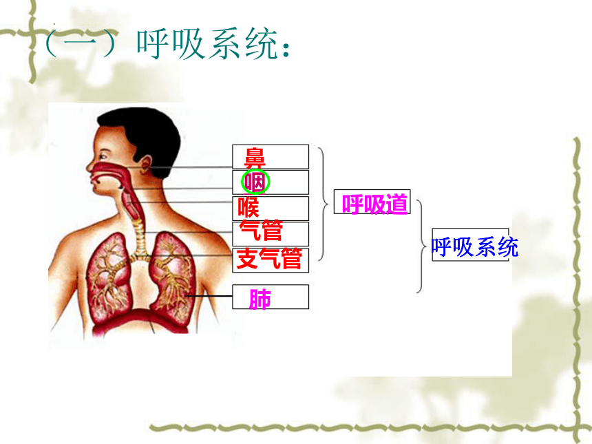 4.3 人体的呼吸复习课件（共22张PPT）人教版生物七年级下册