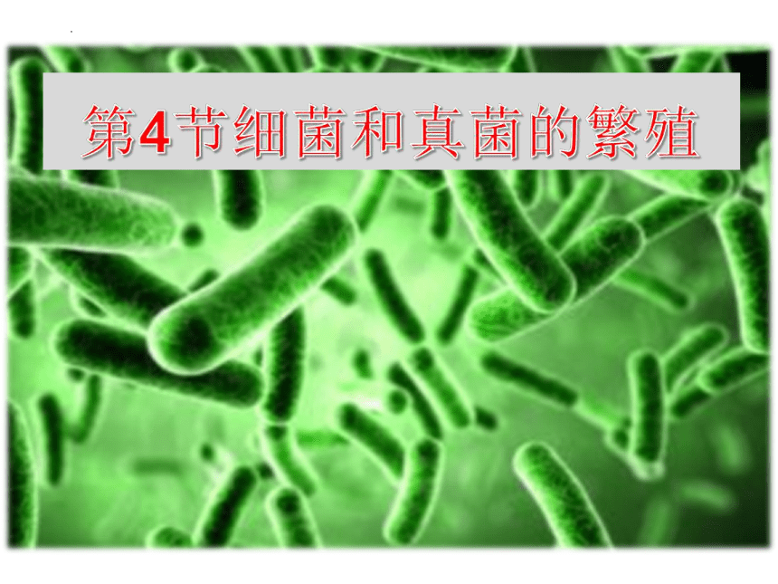 2023-2024学年华东师大版七年级下册科学7.4细菌和真菌的繁殖课件（26张ppt）