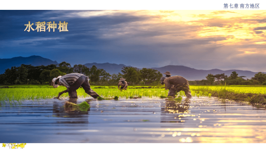 7.1 自然特征与农业 教学课件(共32张PPT)初中地理人教版八年级下册