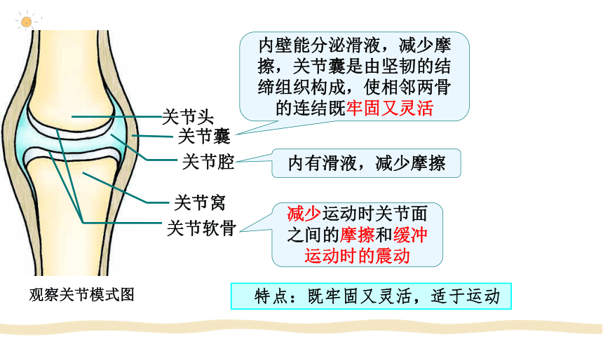 5.2.1动物的运动课件 (共42张PPT)人教版生物八年级上册