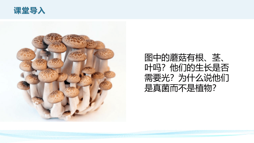 5.4.3真菌课件(共22张PPT)2023--2024学年人教版生物八年级上册