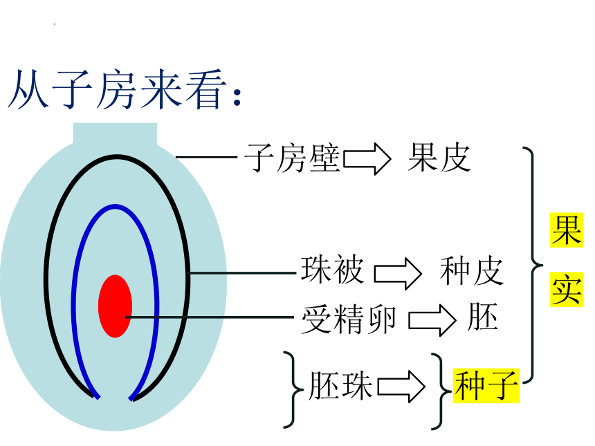 2023-2024学年华东师大版七年级下册科学7.4细菌和真菌的繁殖课件（26张ppt）