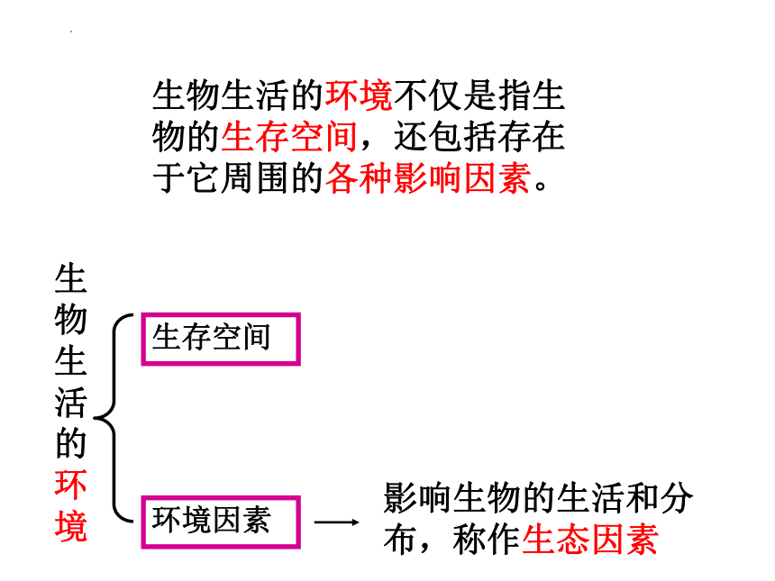 1.2.1  生物与环境的关系（第一课时）课件（24张PPT） 2023-2024学年人教版七年级生物上册