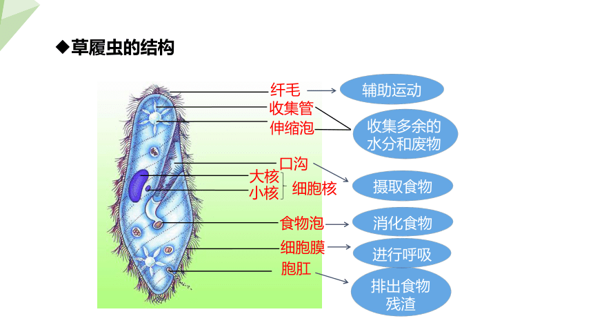 1.2.4 单细胞生物体 课件（共27张PPT+内嵌视频1个） 2023-2024学年初中生物冀少版七年级上册