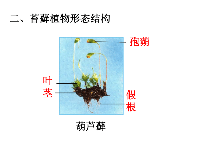 3.1.1藻类、苔藓和蕨类植物课件（共22张PPT）2023年秋人教版生物七年级上册