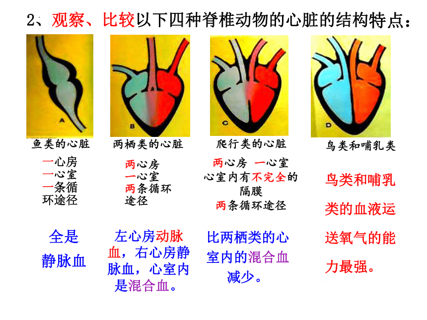 5.1.3 生物进化的历程 课件(共24张PPT) 济南版生物八年级下册