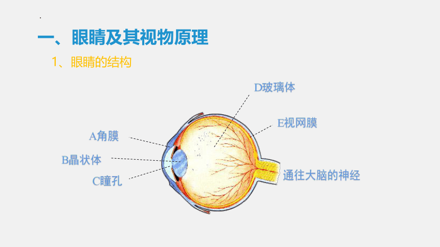 4.6《神奇的眼睛》课件 共2课时 (共48张PPT) 2022-2023学年沪科版八年级物理上学期