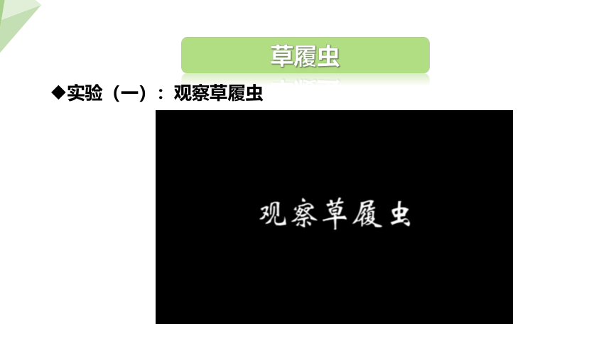 1.2.4 单细胞生物体 课件（共27张PPT+内嵌视频1个） 2023-2024学年初中生物冀少版七年级上册