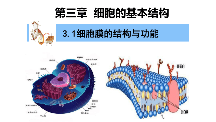 3.1细胞膜的结构与功能课件(共26张PPT)-人教版（2019）必修1
