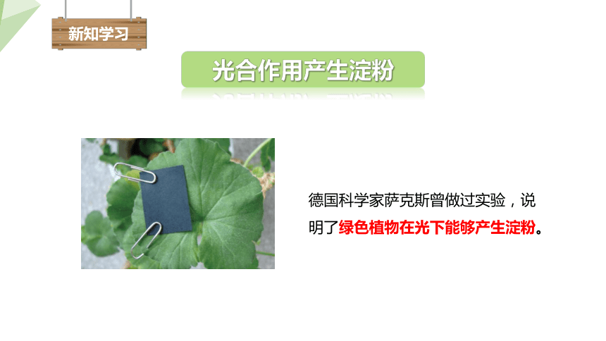 3.6.3 植物光合作用的实质 课件(共19张PPT) 2023-2024学年初中生物苏教版七年级上册