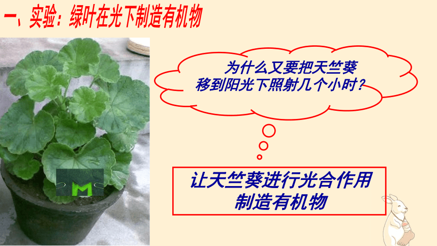 3.4绿色植物是生物圈中有机物的制造者 课件(共24张PPT)2022-2023学年人教版生物七年级上册