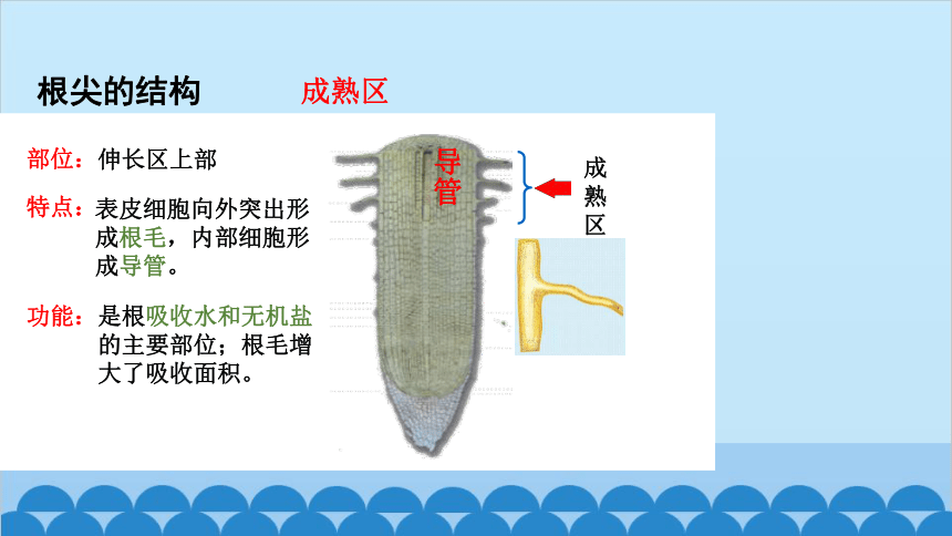 3.2.2植株的生长课件(共36张PPT)人教版生物七年级上册