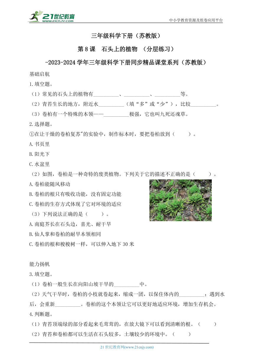 三年级科学下册（苏教版）【分层作业】2.8 石头上的植物（含答案）