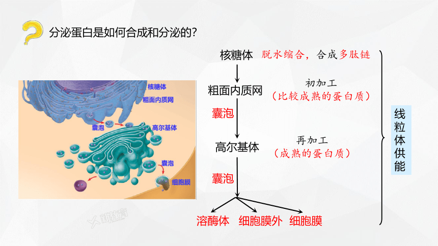 2.5 细胞在结构和功能上是一个统一整体  课件(共21张PPT) 2023-2024学年高一生物 浙教版（2019） 必修一