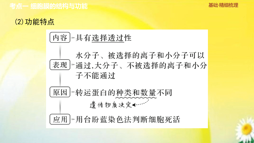 高三生物总复习课件-必修1 分子与细胞：第4讲　细胞膜与细胞核(共34张PPT)