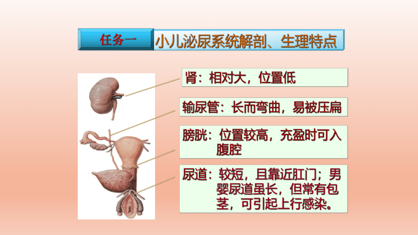 2.11.1小儿泌尿系统解剖、生理特点（课件）-中职《儿科护理》同步教学（江苏凤凰教育出版社）(共26张PPT)