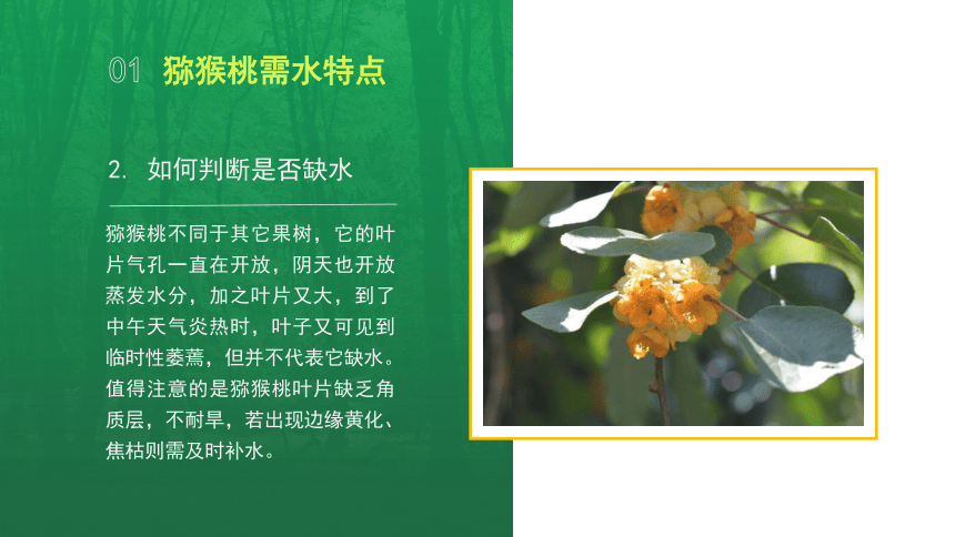 6.2.2猕猴桃果园水肥管理 课件(共19张PPT）-《果树生产技术》同步教学（中国农业出版社）
