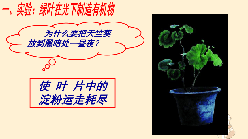 3.4绿色植物是生物圈中有机物的制造者 课件(共24张PPT)2022-2023学年人教版生物七年级上册