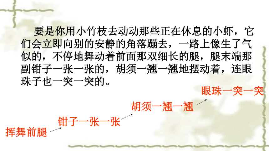 15.《小虾》课件(共25张PPT)