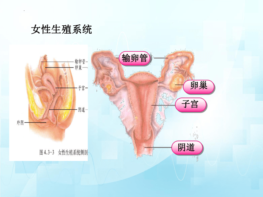 4.3.1婴儿的诞生（第一课时）课件(共25张PPT)2023-2024学年济南版生物八年级上册