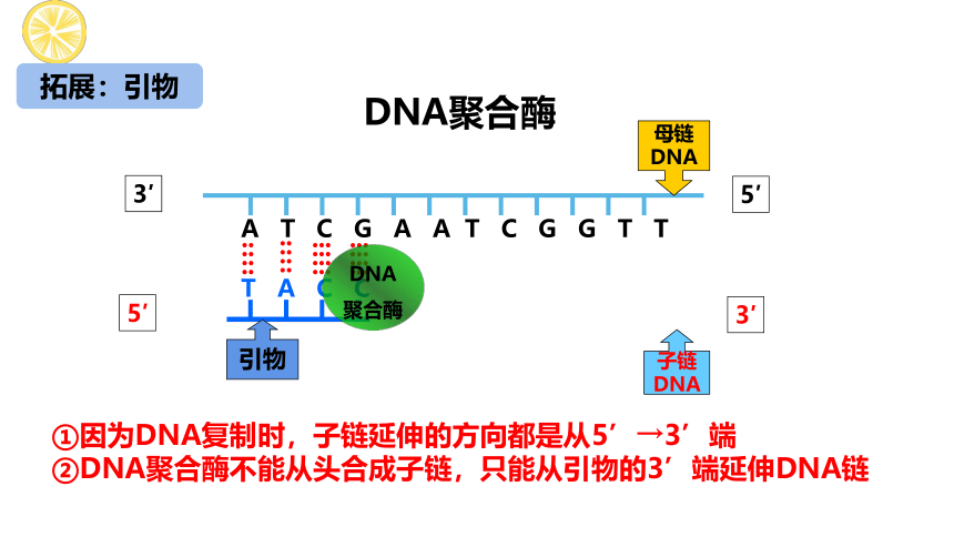3.1.2 聚合链式反应(PCR)技术课件(共19张PPT)2022-2023学年高二下学期生物苏教版选择性必修3