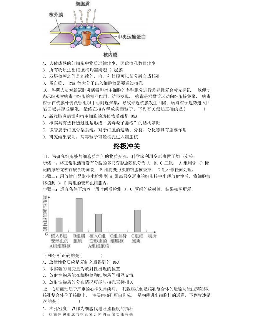 3.3 细胞核的结构和功能综合练习（有解析）-高一生物学（人教版2019必修1）