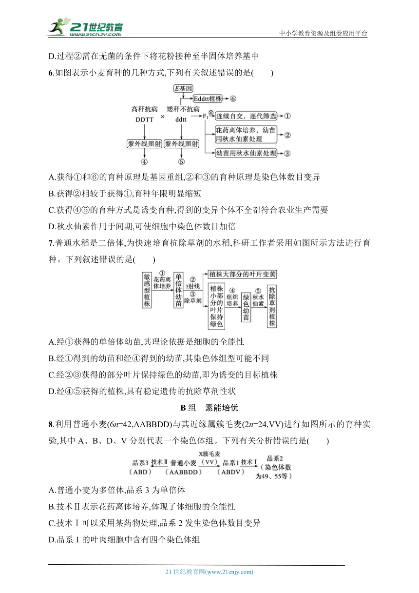 2025浙科版新教材生物学高考第一轮基础练--作业33　诱变育种、杂交育种、单倍体育种、多倍体育种（含解析）