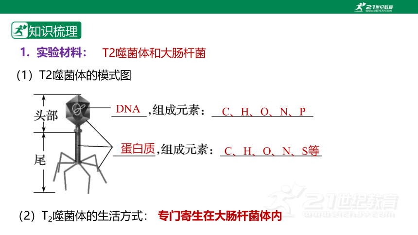 人教版 生物2024年高考一轮复习 第16讲 DNA是主要的遗传物质(课件共30张PPT)