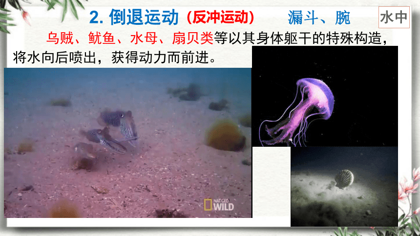 15.1 动物运动的方式-【易备课】2023-2024学年八年级生物上册同步教学课件（北师大版）(共38张PPT)