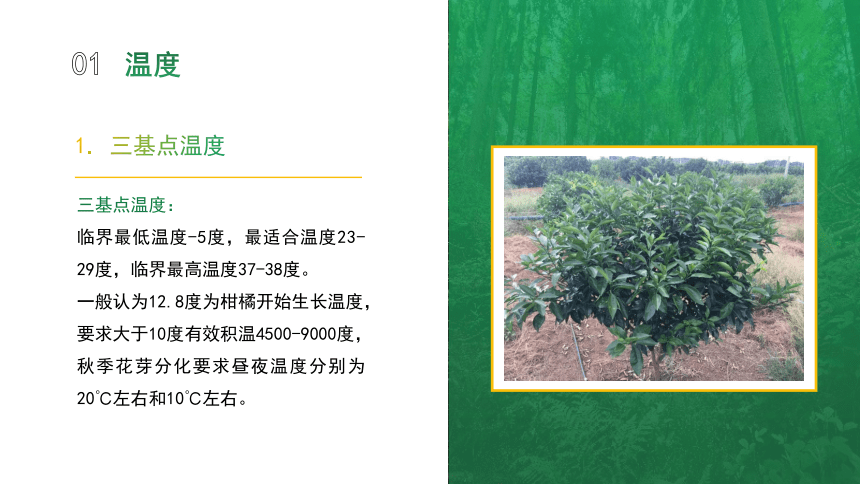 4.1.4柑橘对环境的要求 课件(共12张PPT)-《果树生产技术》同步教学（中国农业出版社）