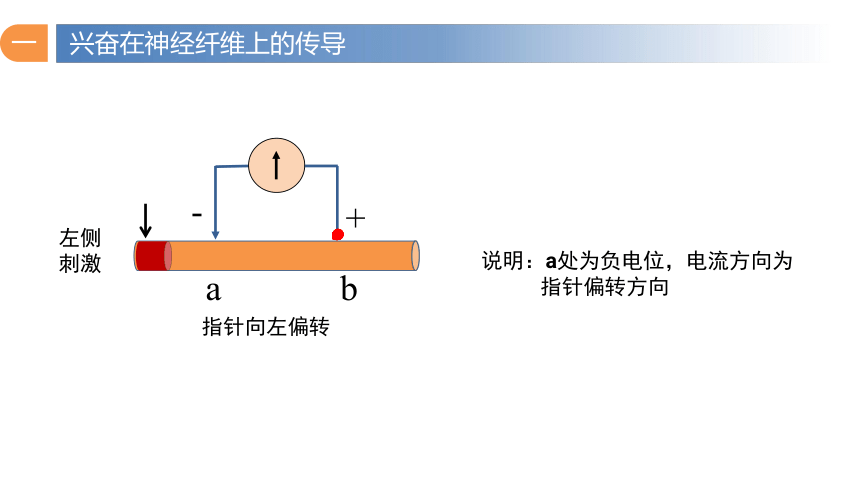 2.3 神经冲动的产生和传导（第1课时）课件(共37张PPT2个视频)-2023-2024学年高二上学期生物人教版（2019）选择性必修一