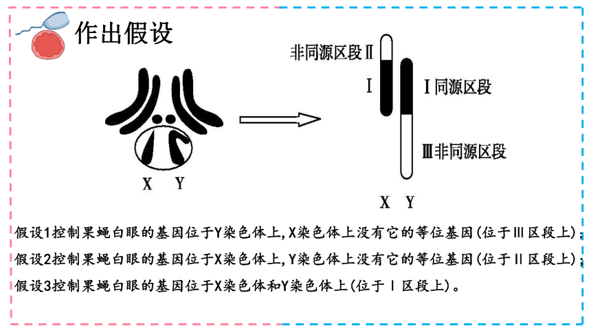 2.2-基因伴随染色体传递(共20张PPT)