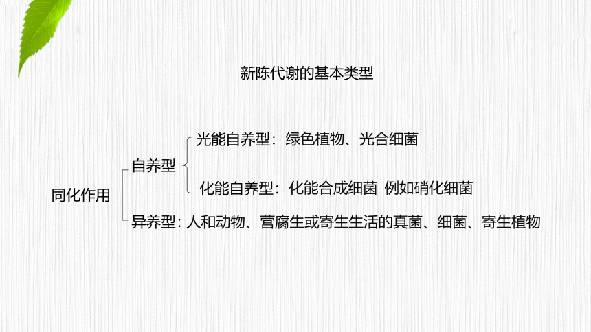 3.5.1 光合作用概述、光合色素的提取与分离  课件(共25张PPT) 2023-2024学年高一生物 浙教版（2019） 必修一